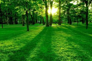 Vihreä ruohoinen puisto. Aurinko paistaa puiden takaa ja luo maahan varjoja.